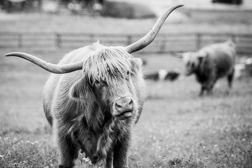Highlander écossais tirant la langue par Ellis Peeters