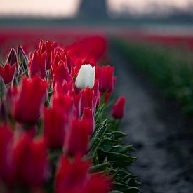 Eine weiße Tulpe zwischen roten Tulpen im sanften Morgenlicht, mit einer Windmühle im Hintergrund von Bram Lubbers
