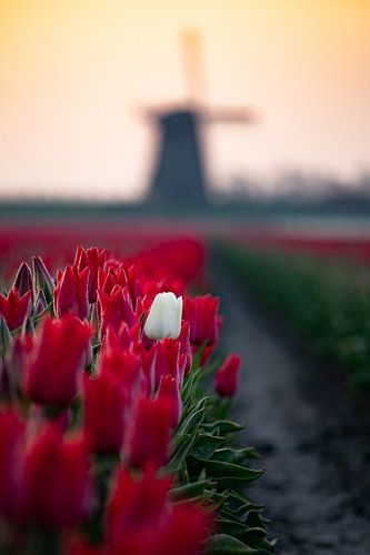 Witte tulp tussen rode tulpen in zacht ochtendlicht met een molen op de achtergrond