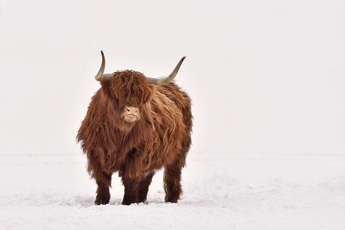 Scottish Highland cattle in the snowy landscape of northern Norway by Rolf Schnepp