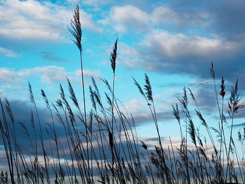 riet in tegenlicht