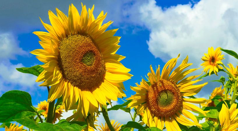 Sunflowers by Kirsten Warner