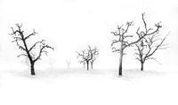 black/white trees by Olivier Photography thumbnail