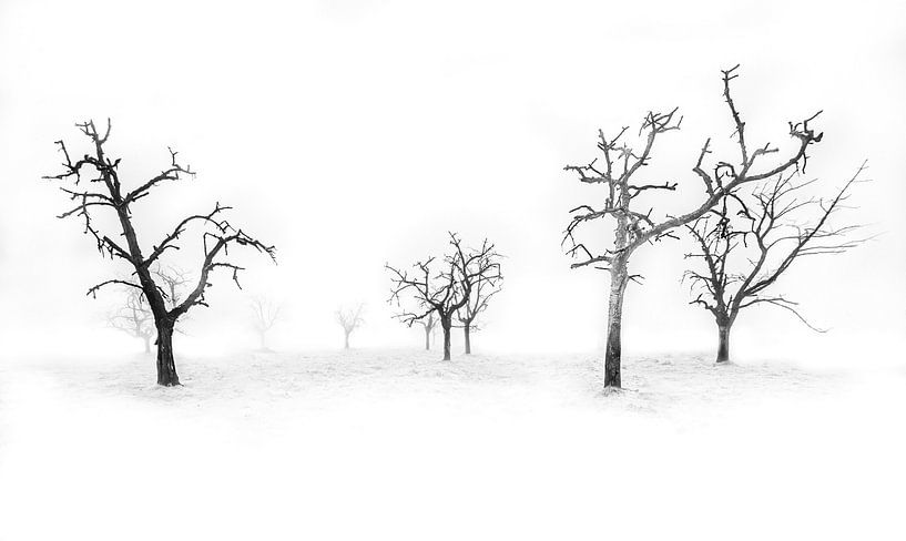 black/white trees by Olivier Photography