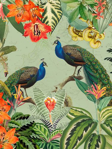 Des paons exotiques au paradis