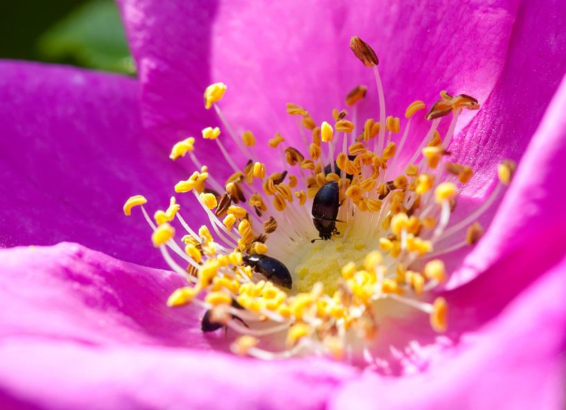 Rosa rugosa by Bo Valentino
