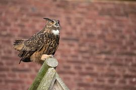 Eurasian Eagle Owl ( Bubo bubo ) adult male, perched on top of a church gable, urban surrounding, co