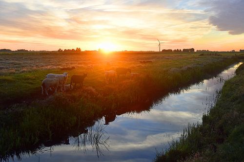 Schapen bij zonsopkomst