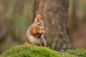 Écureuil dans la forêt sur Tanja van Beuningen