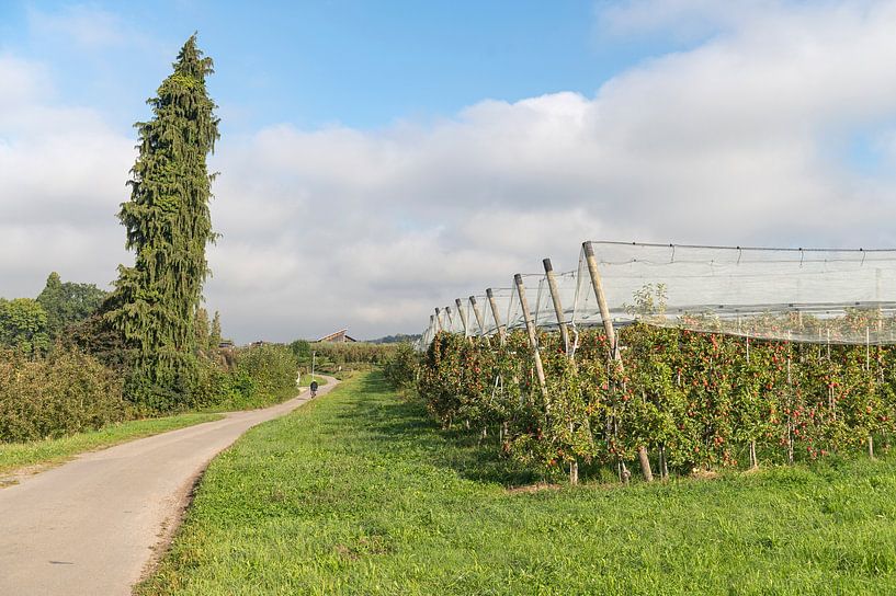 Bodensee boomgarden. van Richard Wareham
