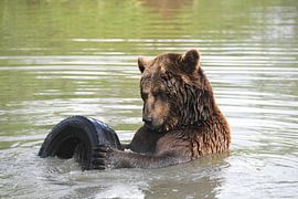 Grizzly Beer van Petra Hauwert