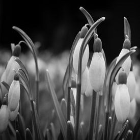 New beginnings and hope by Inez Wijker