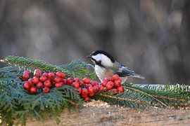 A tit at the garden feeder by Claude Laprise