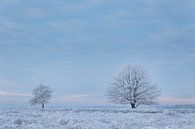 Bevroren mist van Tony Ruiter thumbnail