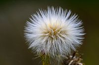 Flauschiger Ball