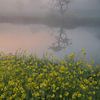 Lente weerspiegelingen in de boomgaard van Raoul Baart
