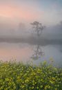 Lente weerspiegelingen in de boomgaard van Raoul Baart thumbnail