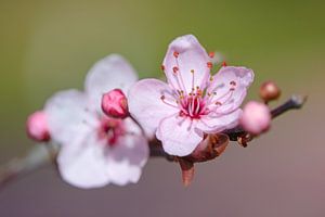 Blüte in der Blüte.