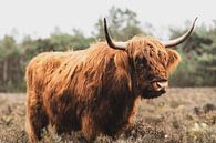 Portret van een Schotse Hooglander koe in de natuur van Sjoerd van der Wal Fotografie thumbnail