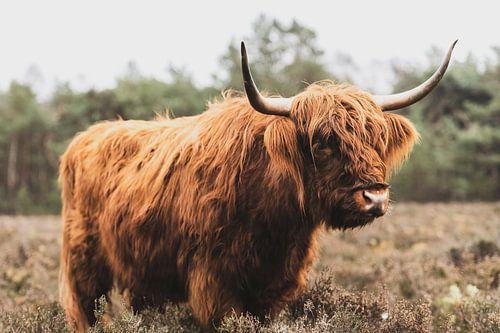 Portret van een Schotse Hooglander koe in de natuur