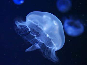 Méduses dans l'eau 3