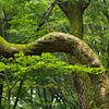 Het bos van de dansende bomen, het Speulderbos in Nederland van Jan van der Vlies