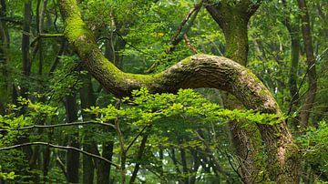 Der Wald der tanzenden Bäume, der Speulderbos in den Niederlanden von Jan van der Vlies