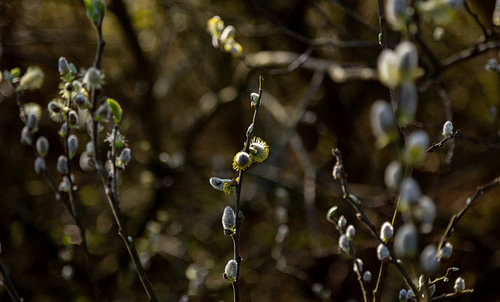 Takken met kleine bloemetjes eraan