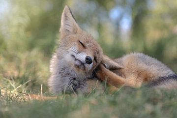 Young fox scratching his ear