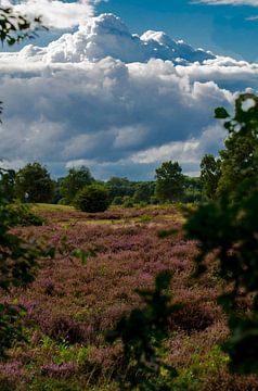 Groevenbeekse Heide Ermelo van Rianne Hazeleger