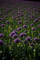 purple bed