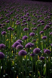 purple bed van Dennis Beentjes