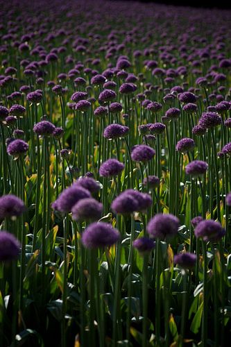 purple bed