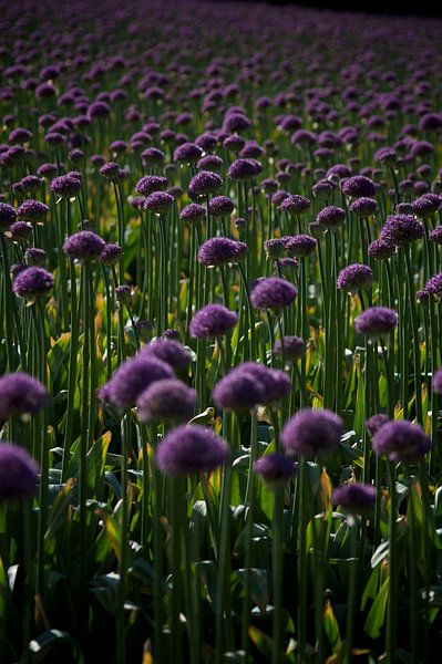 purple bed von Dennis Beentjes