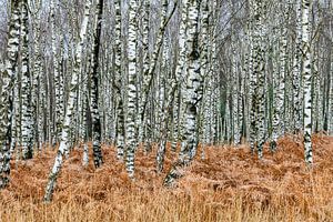 Birkenwald im Herbst