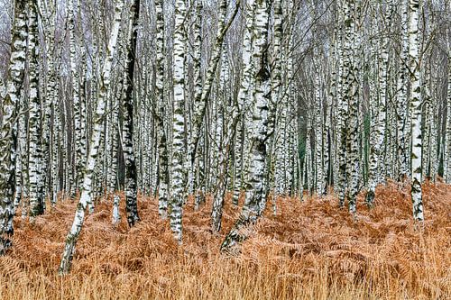 Berkenbos in de herfst