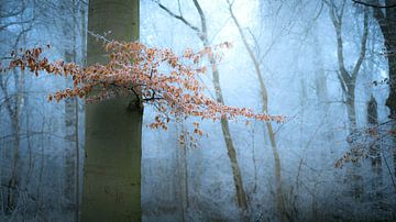 Winter Magic by Niels Eric Fotografie