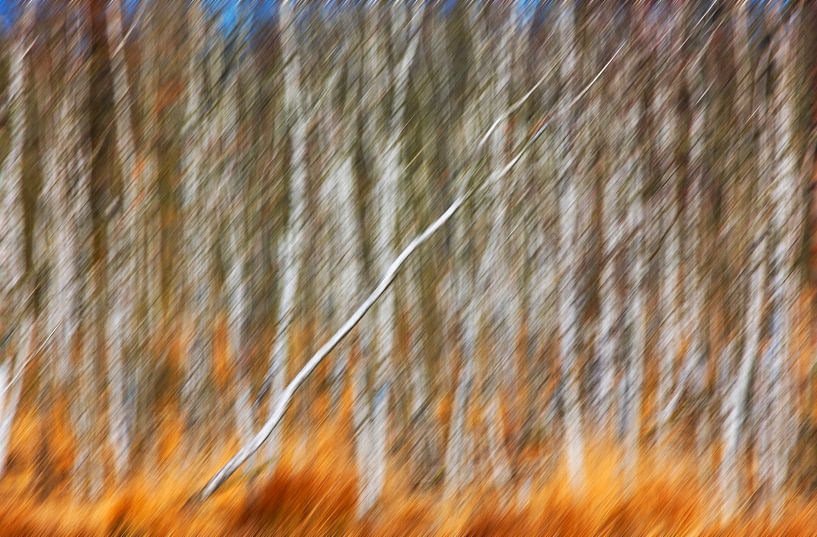 Birch Grove by Thomas Jäger
