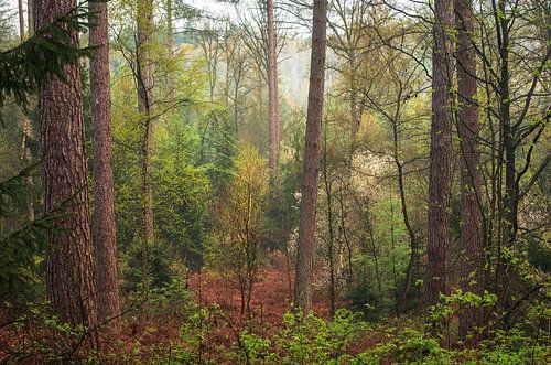 A feast of colours and contrasts in the forest.