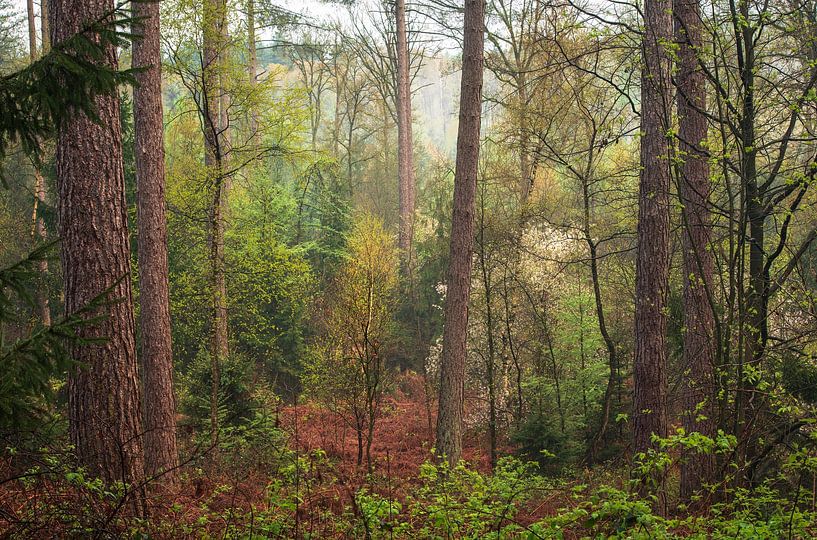 Ein Fest der Farben und Kontraste im Wald. von René Jonkhout