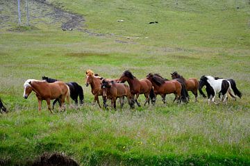 Wilde IJslandse paarden van Frank's Awesome Travels