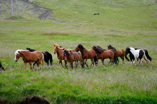 Wilde IJslandse paarden