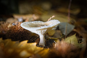 Pilz im Eyser Wald
