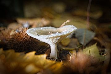 Mushroom in the Eyser forest by Rob Boon