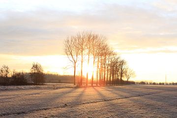 Sonne über der Wiese von Ab Donker