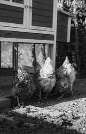 Chicken Butts by Theo Radings