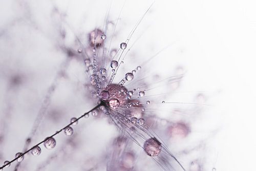 Abstract: Oudroze druppeltjes