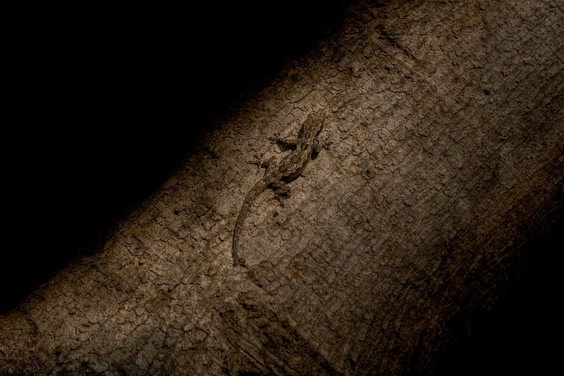 Gecko von BL Photography