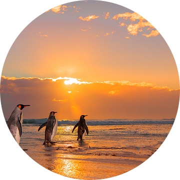 Drie konings pinguïns