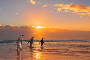 Three King Penguins by Jos van Bommel
